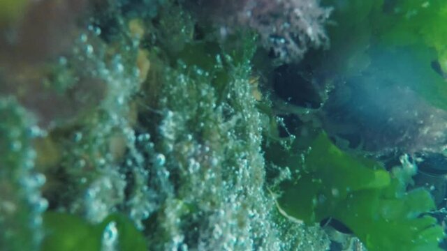 marine mucilage covered sea surface and making danger for marine life