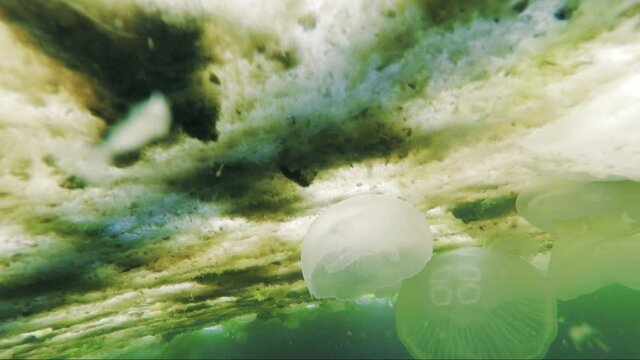 marine mucilage covered sea surface and making danger for marine life