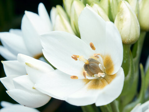 white flower close up look