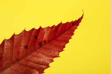 The leaf of the plant is red on a bright yellow background close-up.