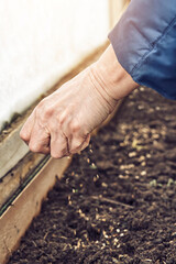 Senior woman sows radish seeds into fertilized soil to grow vegetables in kitchen garden on spring day close view