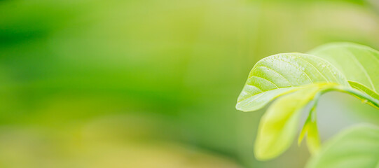 Closeup nature view of green leaf on blurred greenery background in garden with copy space using as background cover page concept.