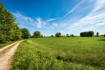 Rural landscape with a green wheat fields in springtime, Padan Plain or Po valley (Pianura Padana, Italian). Mantua province, Lombardy, Italy, southern Europe.