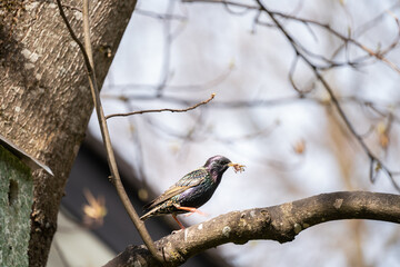 Star vor Vogelhaus auf Baum ist im Begriff seinen Nachwuchs zu füttern