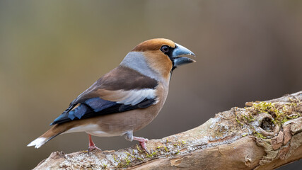 bird, natur, wild lebende tiere, tier, ast, wild, baum, blau