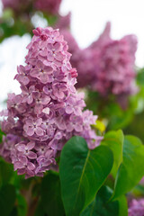 beautiful spring flowers of lilac against the sky