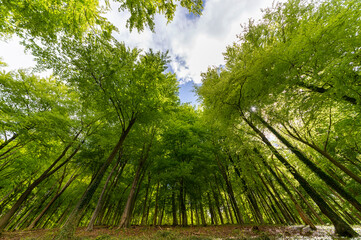Fototapeta premium Low angle view of beech forest in springtime