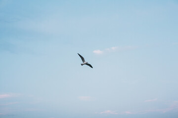 Seagull flying in blue evening sky at sea coast. Sea birds in blue sky at seashore. Calm peaceful moment. Summer evening. Sea gull