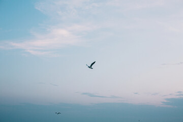 Fototapeta na wymiar Seagull flying in blue evening sky at sea coast. Sea birds in sunset sky at seashore. Calm peaceful moment. Summer evening. Sea gull
