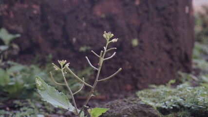 Grass  growing on dead tree trunks