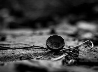 czapeczka żołędzia © Mirosław