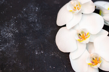 Obraz na płótnie Canvas White orchid flower on dark background