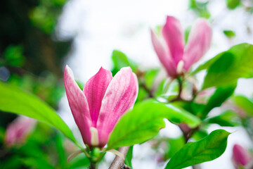 Obraz na płótnie Canvas pink magnolia flowers close up. selective focus, blur, grain