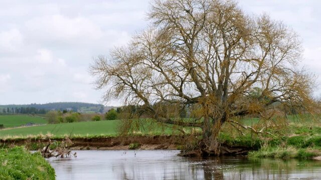 The River Don at Monymusk Aberdeenshire with willow tree