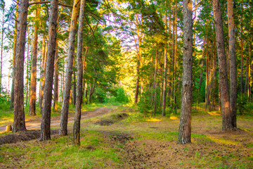 cedar forest and taiga in Siberia Russia 