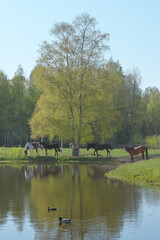 Fototapeta premium Misty landscape with herd of horses grazing in green pasture under green birch tree by blue pond on calm and sunny spring day. Two mallard ducks swimming in the pond.