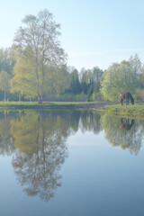 Fototapeta na wymiar Misty landscape with one horse grazing by blue pond in green pasture on calm and sunny spring day. Large birch tree growing by pond. 