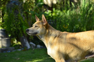A female adult Shepherd Pit, a mix breed dog, a cross between a German Shepherd Dog and American...