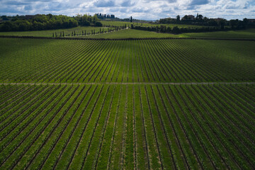 Aerial view of rows of vineyards with cumulus clouds in the background. Rows in a vineyard, natural pattern above from a drone. Classic vineyards of Italy top view.