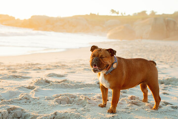 dog on the beach