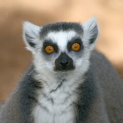 portrait of a lemur