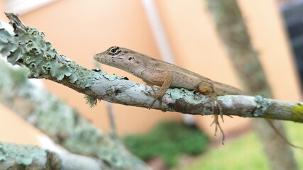 lizard on a tree