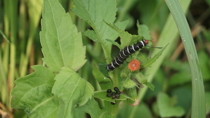 A caterpillar walking on a leaf 