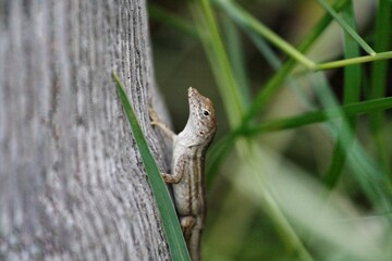 lizard on a tree