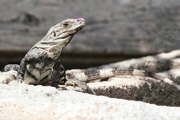 iguana on the rocks