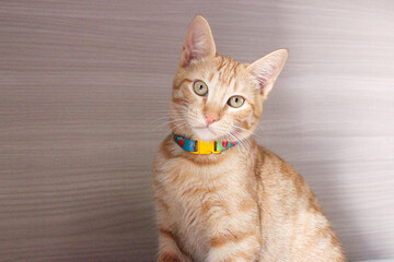 Gato amarelo com olhar engraçado, pet amoroso, filhote, gatinho