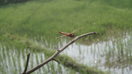 A red dragonfly is perching on dead tree trunk 
