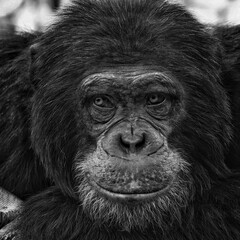 black and white monkey