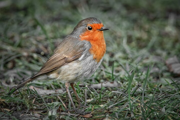 Rotkehlchen auf der Wiese