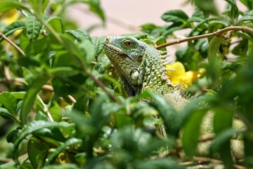 iguana in a tree