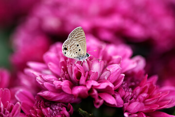 Gossamer-winged butterflies on flower freedom life