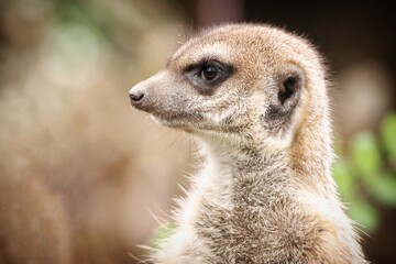 Fototapeta premium Meercat