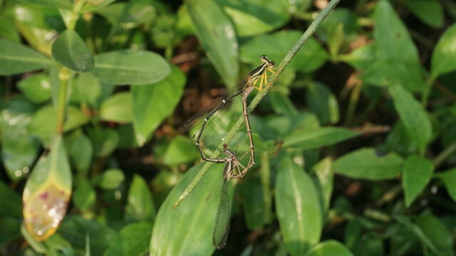 Two needle dragonflies are mating on green leaf 