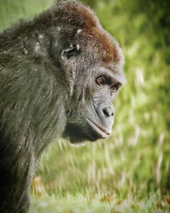 portrait of a monkey