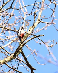 spotted woodpecker