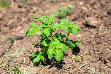 A bush of growing potatoes. Growing garden vegetables. An irreplaceable food product