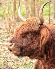 scottish highland cow