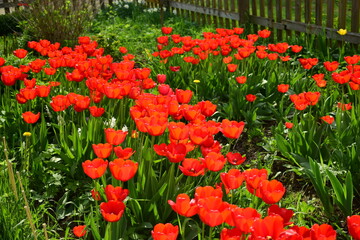 tulips in the garden, blooming tulips