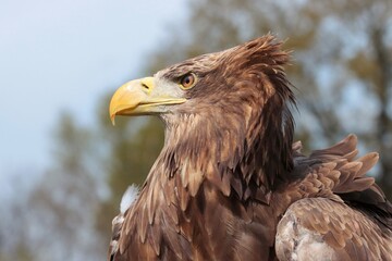 portrait of an eagle