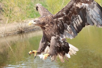 Obraz premium eagle in flight
