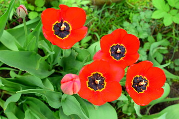 tulips in the garden, blooming tulips