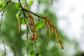 birch catkins, birch, spring leaves
