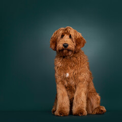 Handsome red Cobberdog aka Labradoodle dog, sitting up facing front. Looking towards camera with closed mouth. Isolated on a green trend color background.