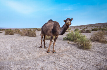 Dromedary camel on Maranjab desert, Esfahan province of Iran