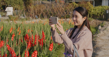Woman take photo on cellphone in red gladiolus flower farm