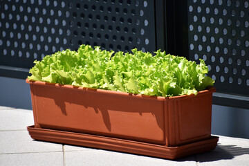Homegrown organic green leaf salad in a brown reddish pot on balcony 